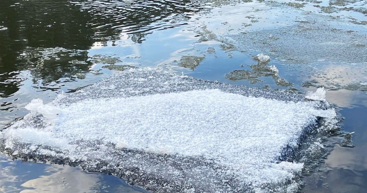 ​Przemycają papierosy rzeką na tratwach udających krę