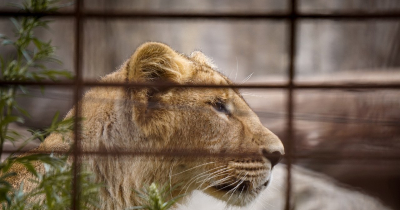 Wtargnął na wybieg lwów. Koszmarna śmierć 19-latka w zoo