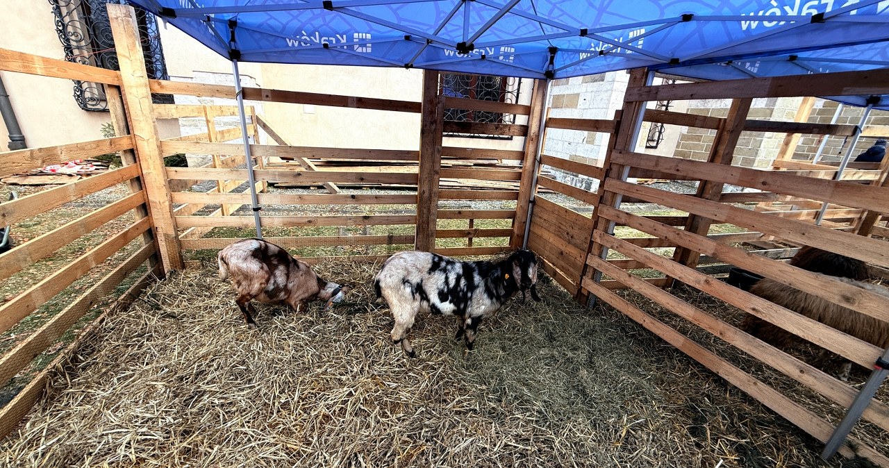 Tłumy przed żywą szopką w Krakowie