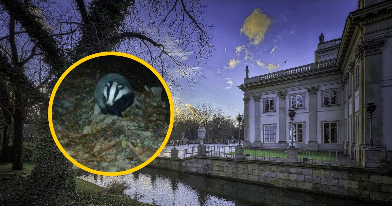 Borsuk z Łazienek ma szlacheckie imię. Wybór internautów zaskakuje