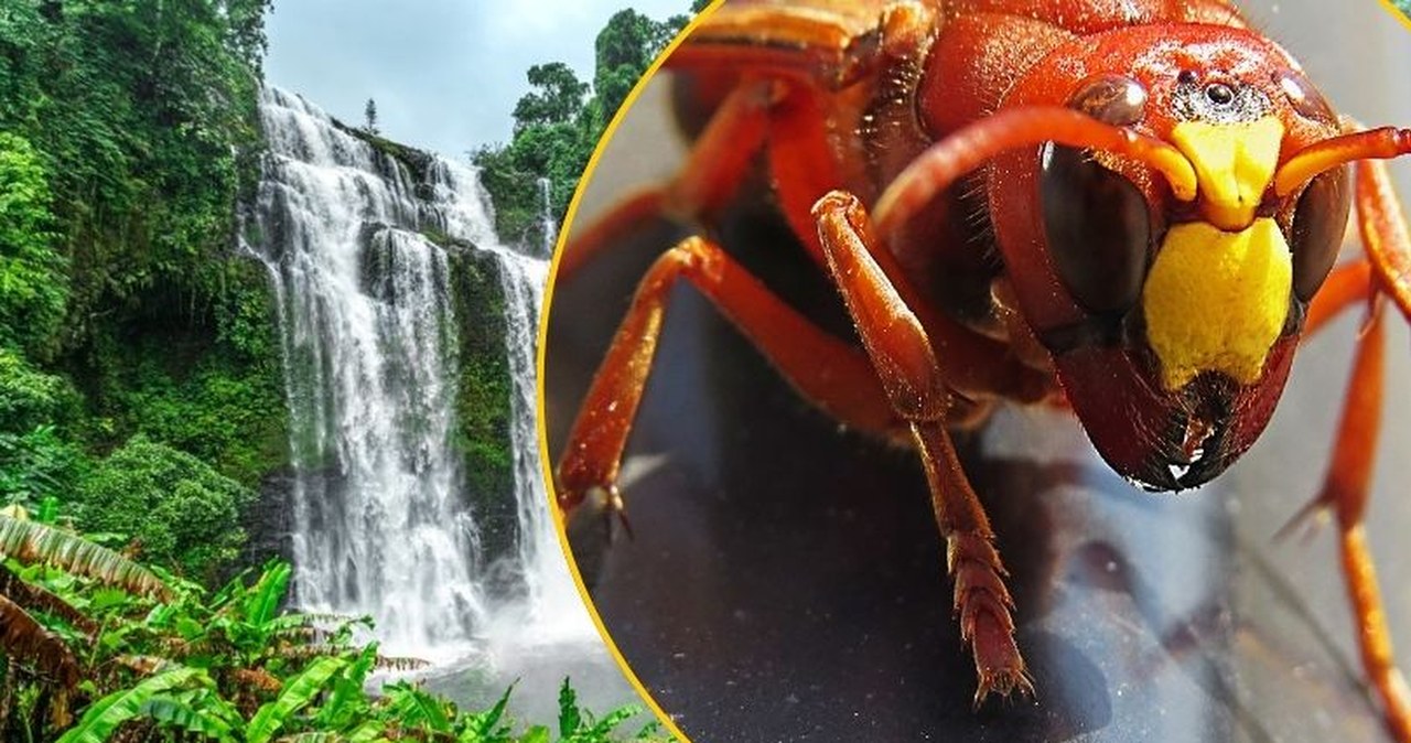 Setki użądleń przez szerszenie i śmierć w kilka godzin. Tragiczny finał rodzinnych wakacji w Azji