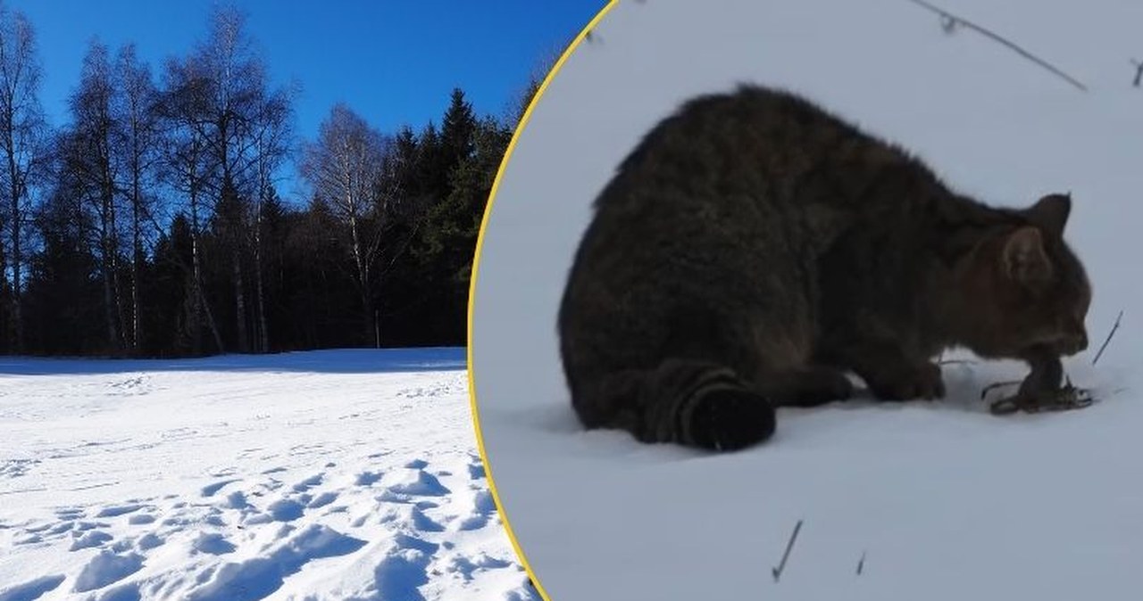 "Drapieżnik widmo" widziany w Bieszczadach. Zobacz niezwykłe nagranie