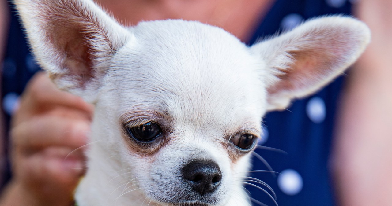 Kobieta więziła męża wśród sfory 60 chihuahua. Sąsiedzi nie mieli pojęcia