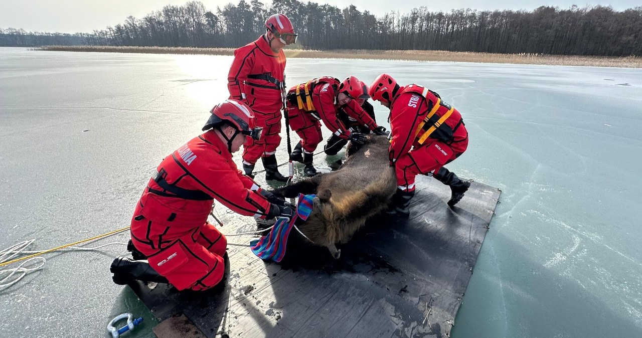 Żubrzyca utknęła na lodzie. Niecodzienna akcja na jeziorze