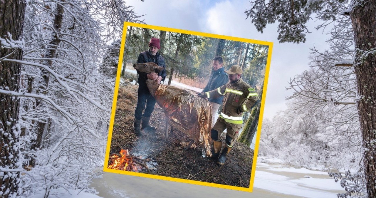 Łania wpadła do lodowatego kanału. Ratowano ją folią życia