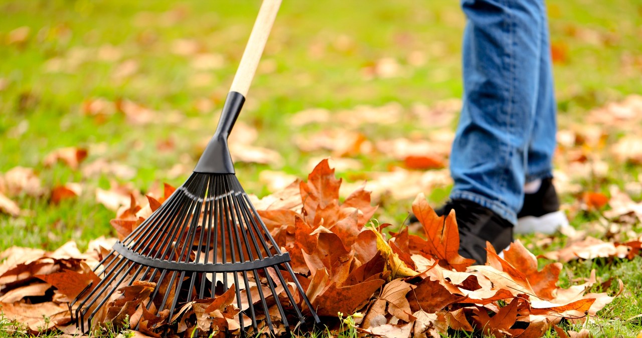 Nie grabią liści aż do wiosny. Tak to tłumaczą
