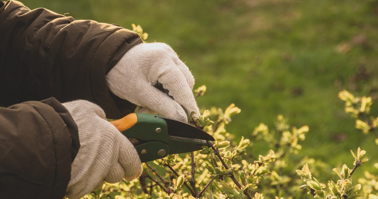 Przygotuj ogród na nowy sezon – TOP 5 sprzętów, które powinieneś rozważyć