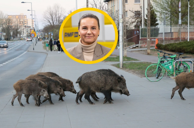 Problem dzików w miastach. Wiceminister dzieli się opinią o odstrzale