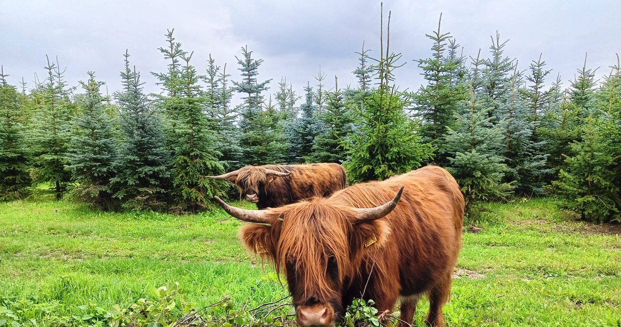 Widziałeś te krowy? Nietypowa akcja poszukiwawcza w Łódzkiem