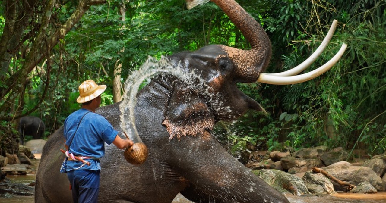 Słoń stratował turystę na oczach żony. Zabił już trzecią osobę