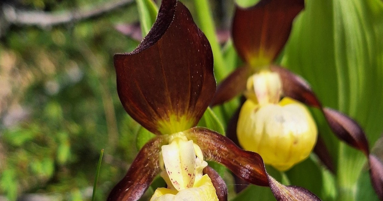 Rekordowa liczba storczyków zakwitła w Tatrach. Zobacz je na zdjęciach