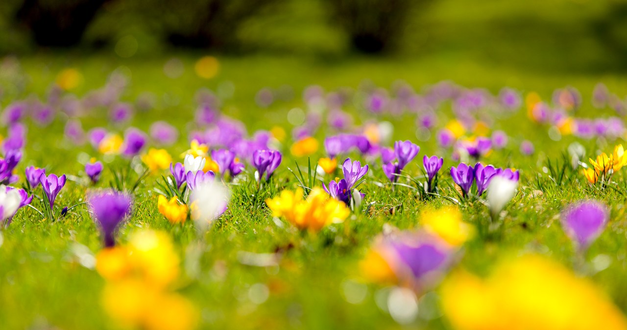 Nie musisz jechać do Doliny Chochołowskiej. Krokusowe pole zakwitło pod Krakowem