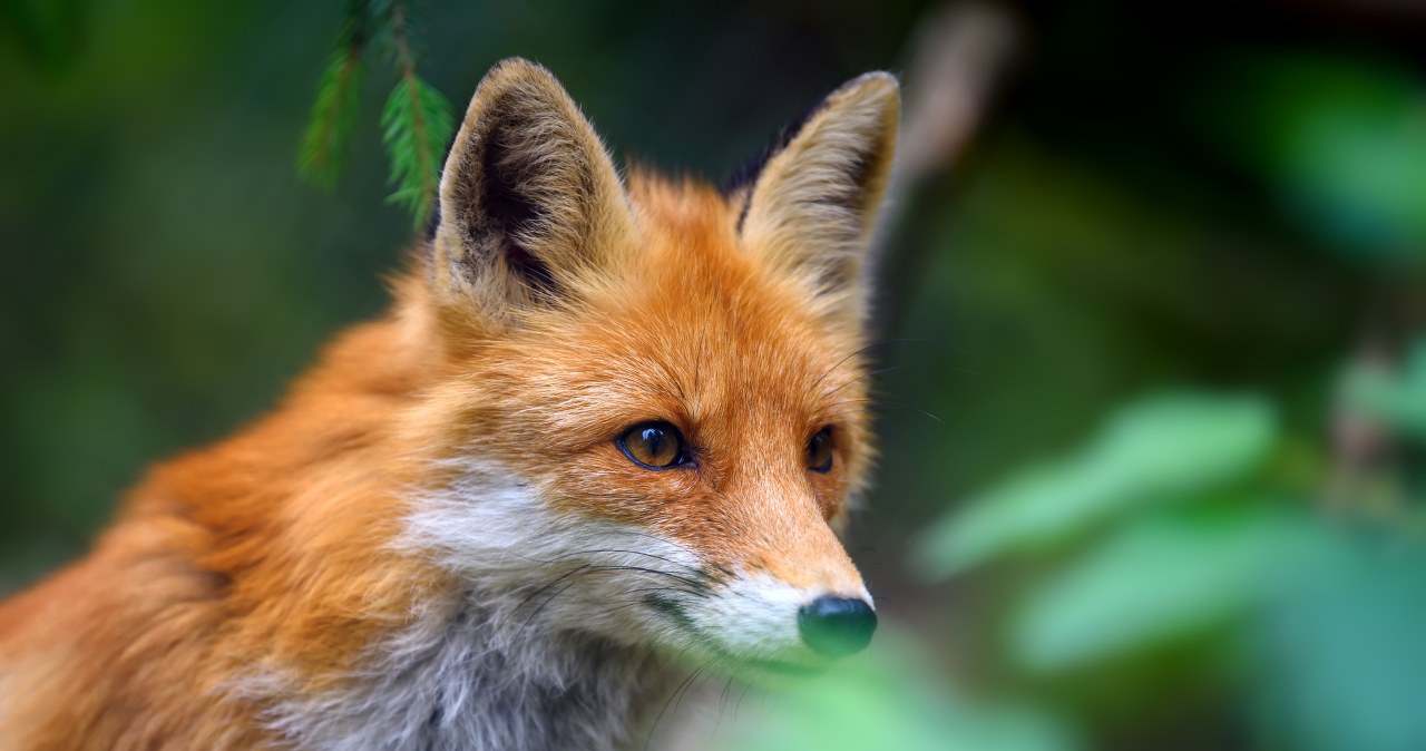 ​Lis imigrant dotarł z Anglii do Nowego Jorku. "Przeszedł przez wiele"