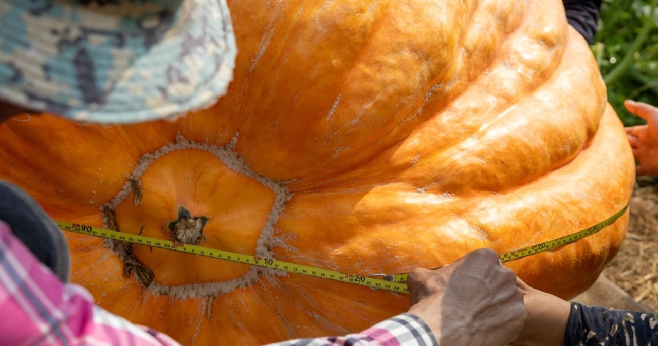 Olbrzymie warzywa na wystawie w Newby Hall. Dynia-gigant w centrum uwagi