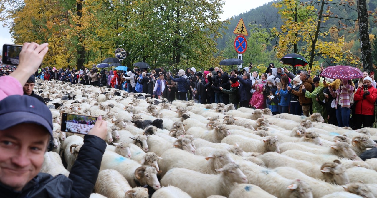 Redyk w Szczawnicy. Owce idą, kapela gra, RMF FM na miejscu