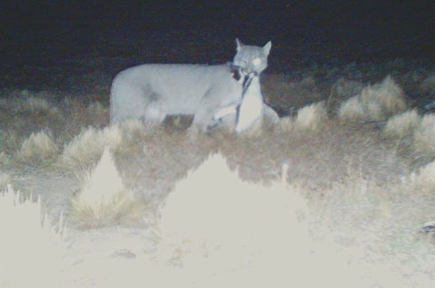 Puma grasuje po lesie. Alert dla mieszkańców 2 miejscowości
