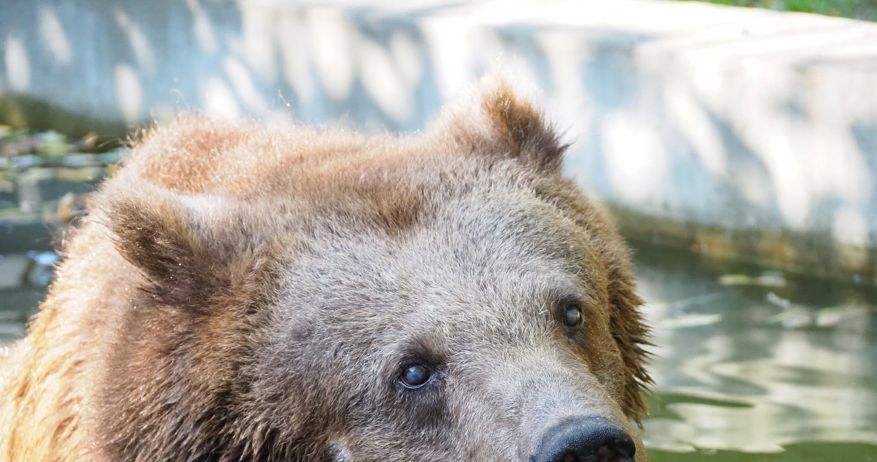 Warszawskie zoo przekazało smutne wieści. Odeszła niedźwiedzica Sabina