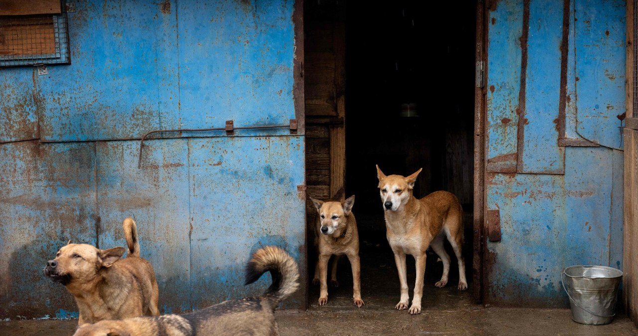 Zabijają nawet psy. Rosyjski dron uderzył w schronisko w Zaporożu