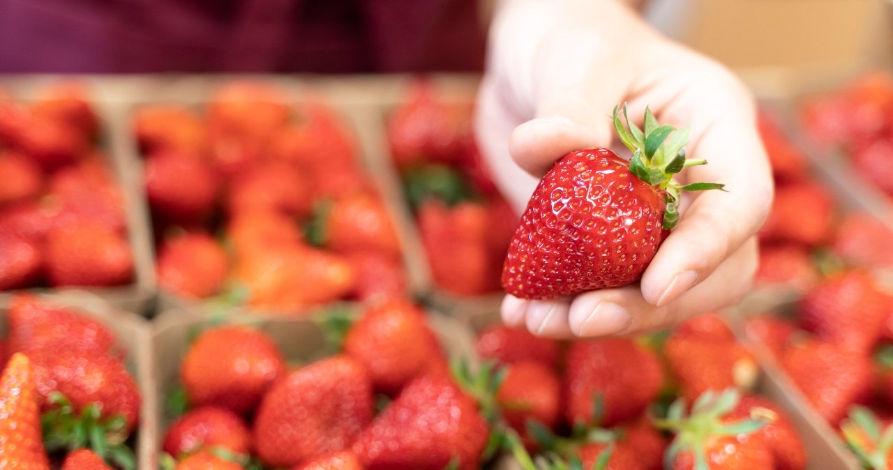 Sezon na truskawki w pełni. Plantator zdradza, jak długo się nimi nacieszymy