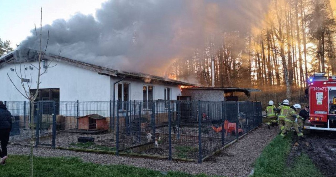 Pożar zniszczył schronisko Buba Centrum Pomocy Zwierzętom. "To jest tragedia niewyobrażalna"