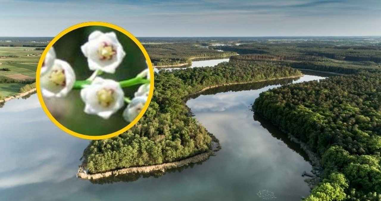 Jedyne takie miejsce w Europie. Ich zapach wszyscy czują z daleka