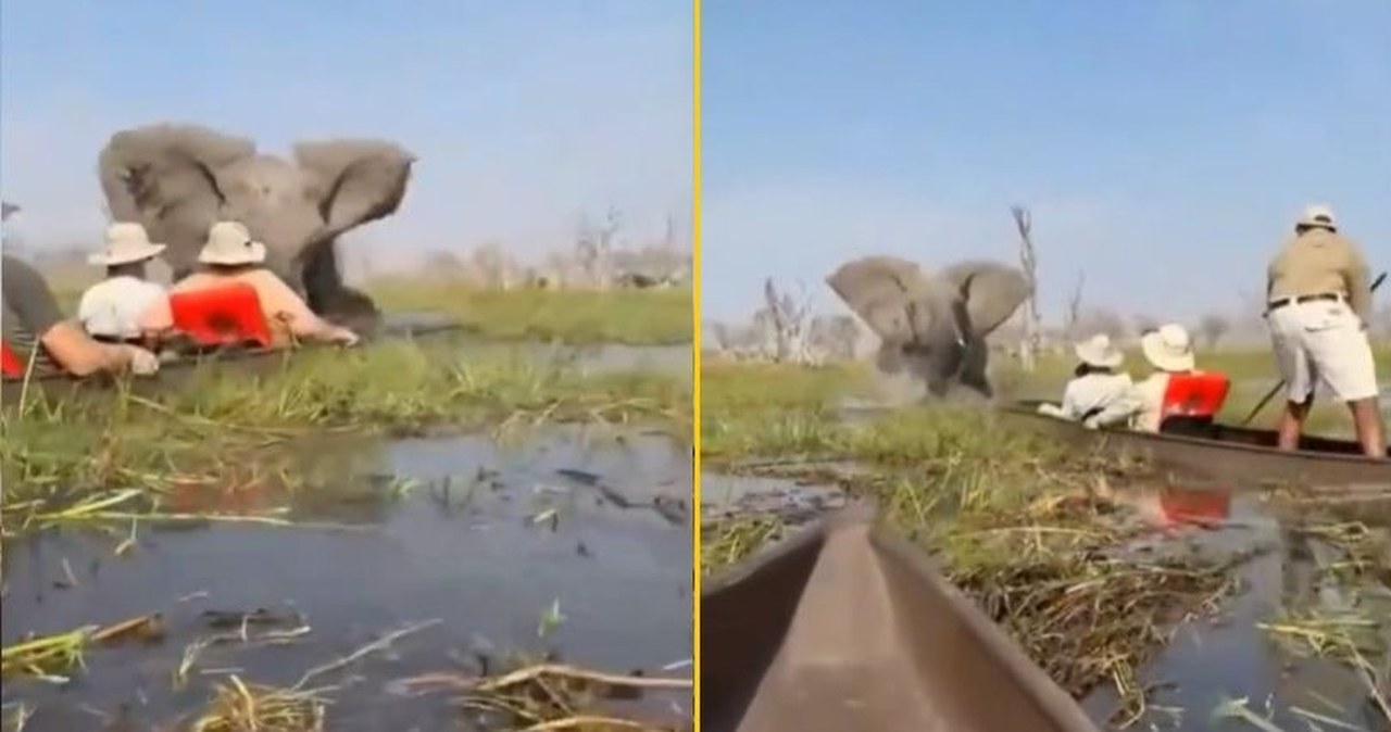 Nagle słoń przewrócił ich kajaki, wpadli do rzeki z krokodylami. NAGRANIE