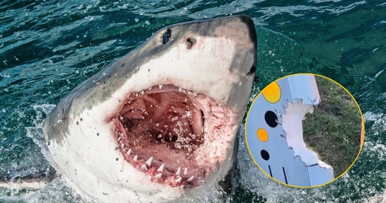 Rekin zaatakował windsurfera i wciągnął go pod wodę. Na desce zostawił ten ślad