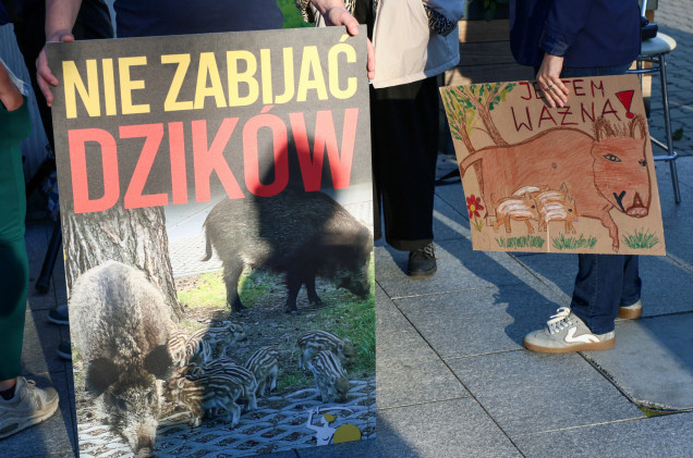Chcieli chronić dziki, a padł ranny łoś. Ostry spór leśników z aktywistami