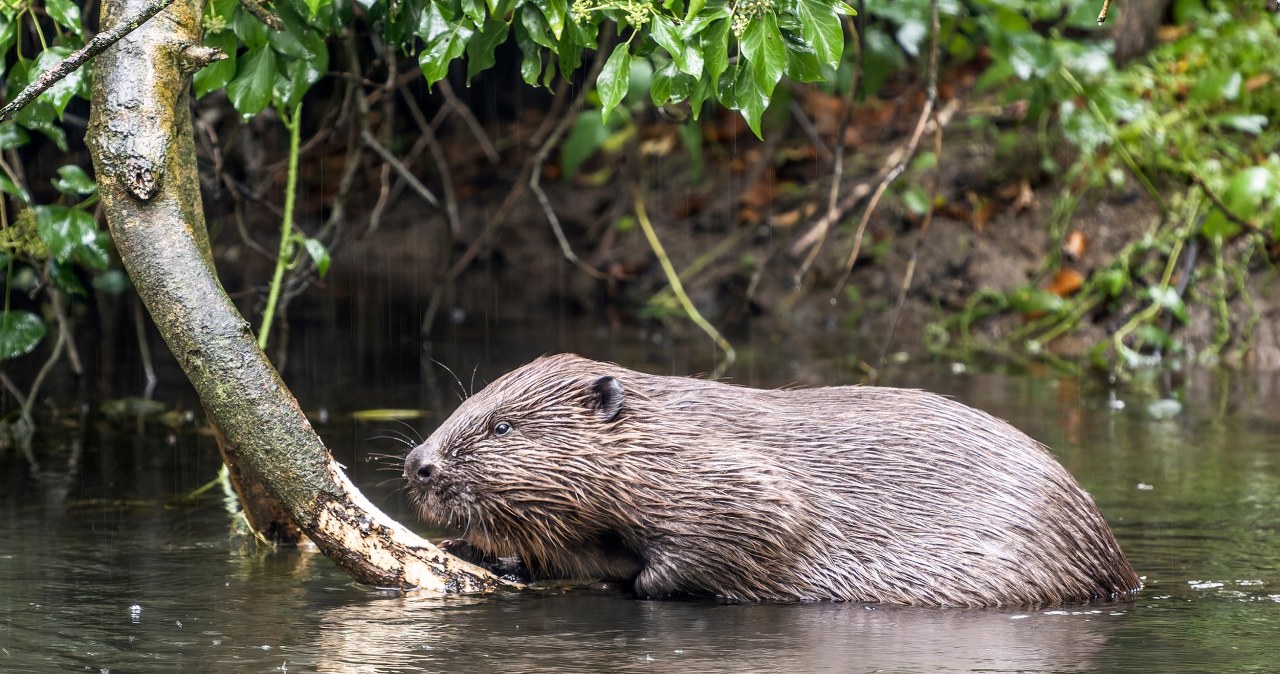 Gmina Czorsztyn dostała zgodę na odstrzał 60 bobrów