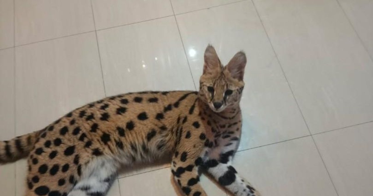 Serwal odnaleziony. Kot uciekł z prywatnej posesji