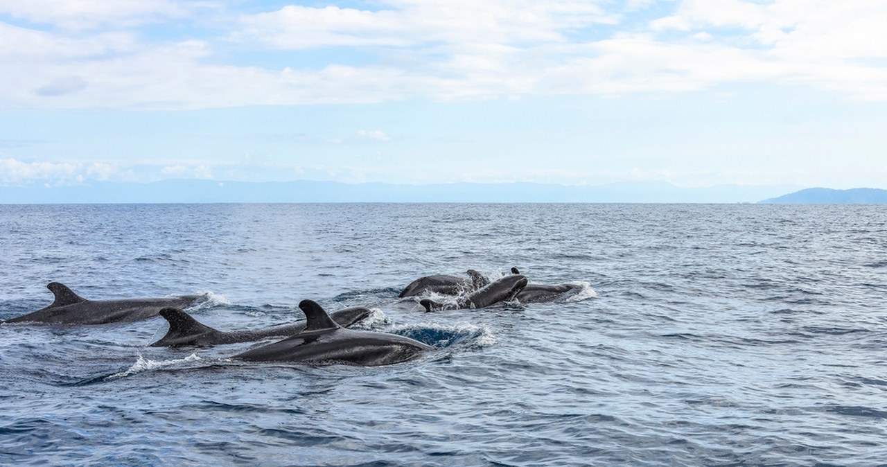 Orki polują na żarłacze białe i pożerają ich wątroby. Niezwykłe nagrania z drona