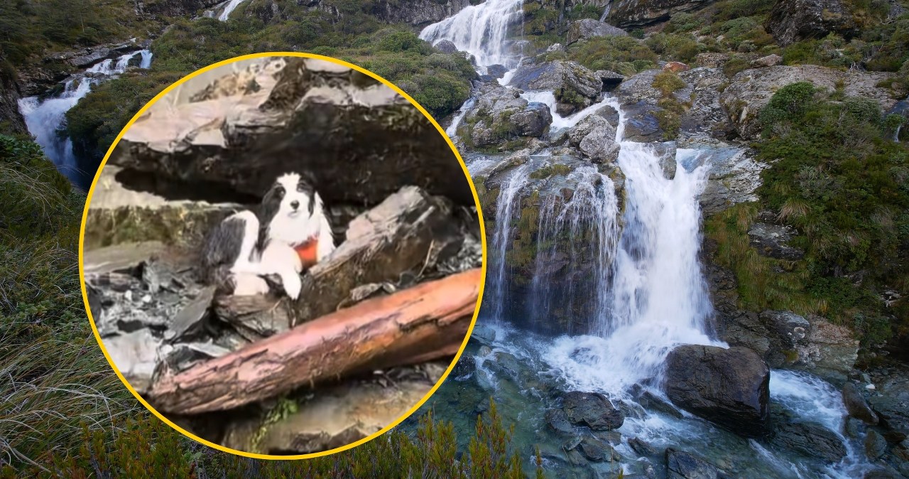 Mokra i wyczerpana czekała tydzień na właścicielkę. Poruszająca historia z happy endem