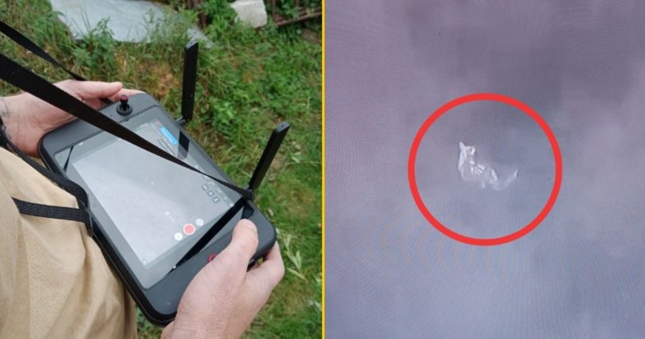 Szczęśliwy finał poszukiwań kangura. Strażacy odnaleźli zwierzaka