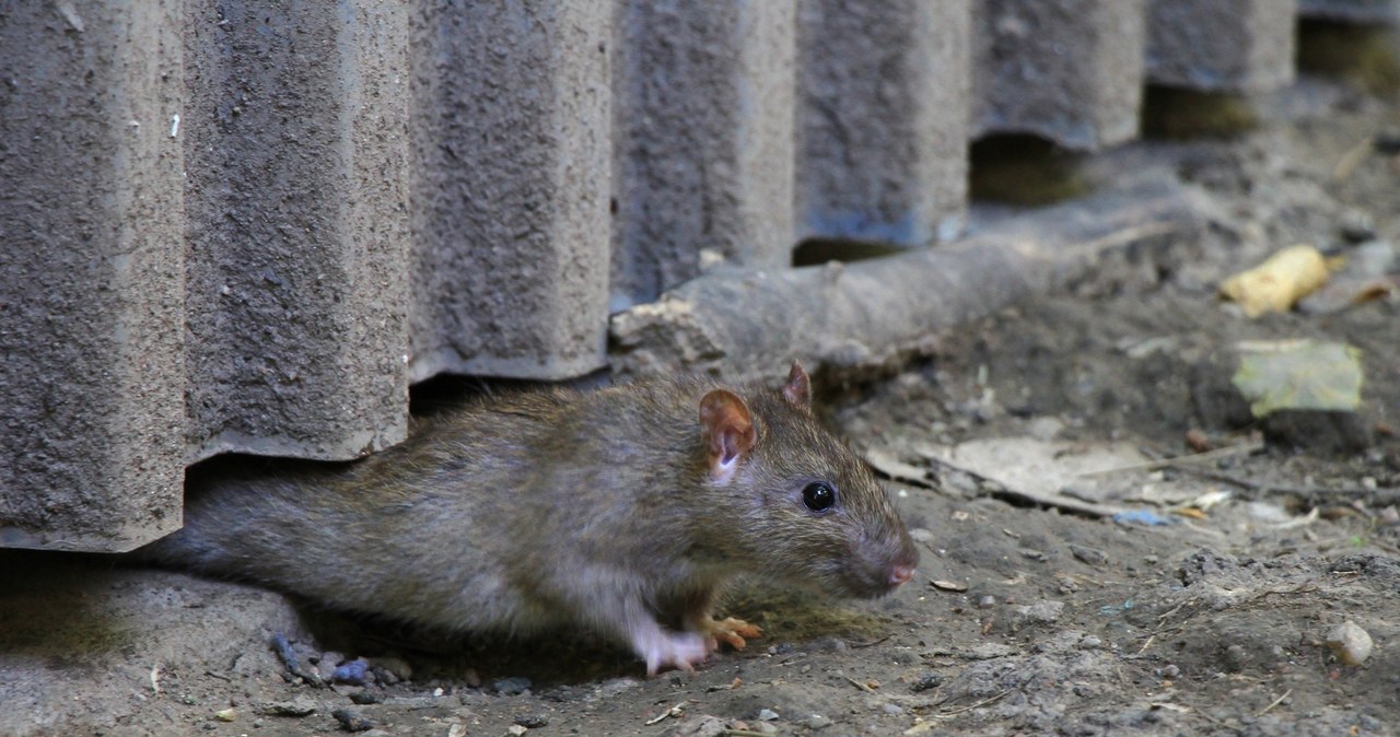 Inwazja szczurów w Poznaniu. Gryzonie "opanowały" Jeżyce