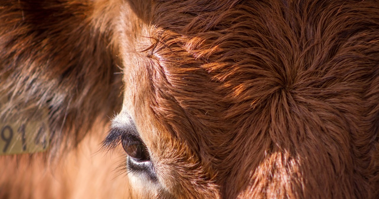 ​Tragiczny wypadek w Wielkopolsce. Byki śmiertelnie stratowały mężczyznę