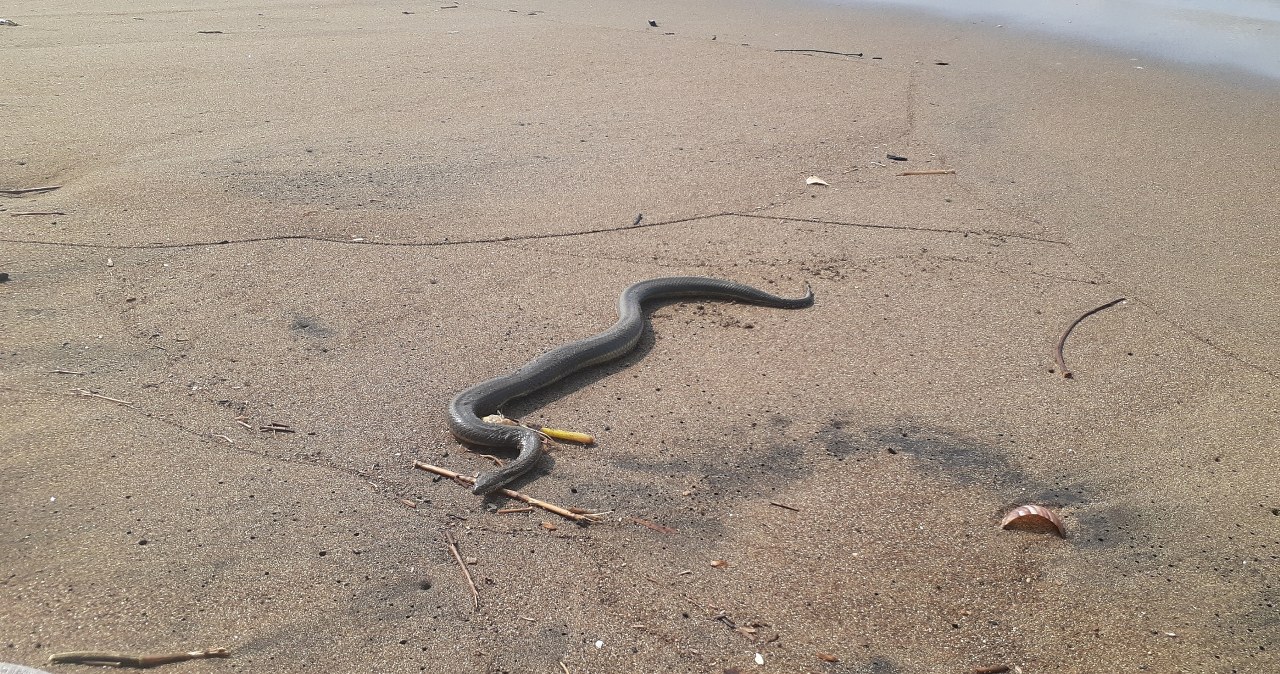 Jadowite węże zaczęły się pojawiać na plażach. Naukowcy próbują wyjaśnić powód