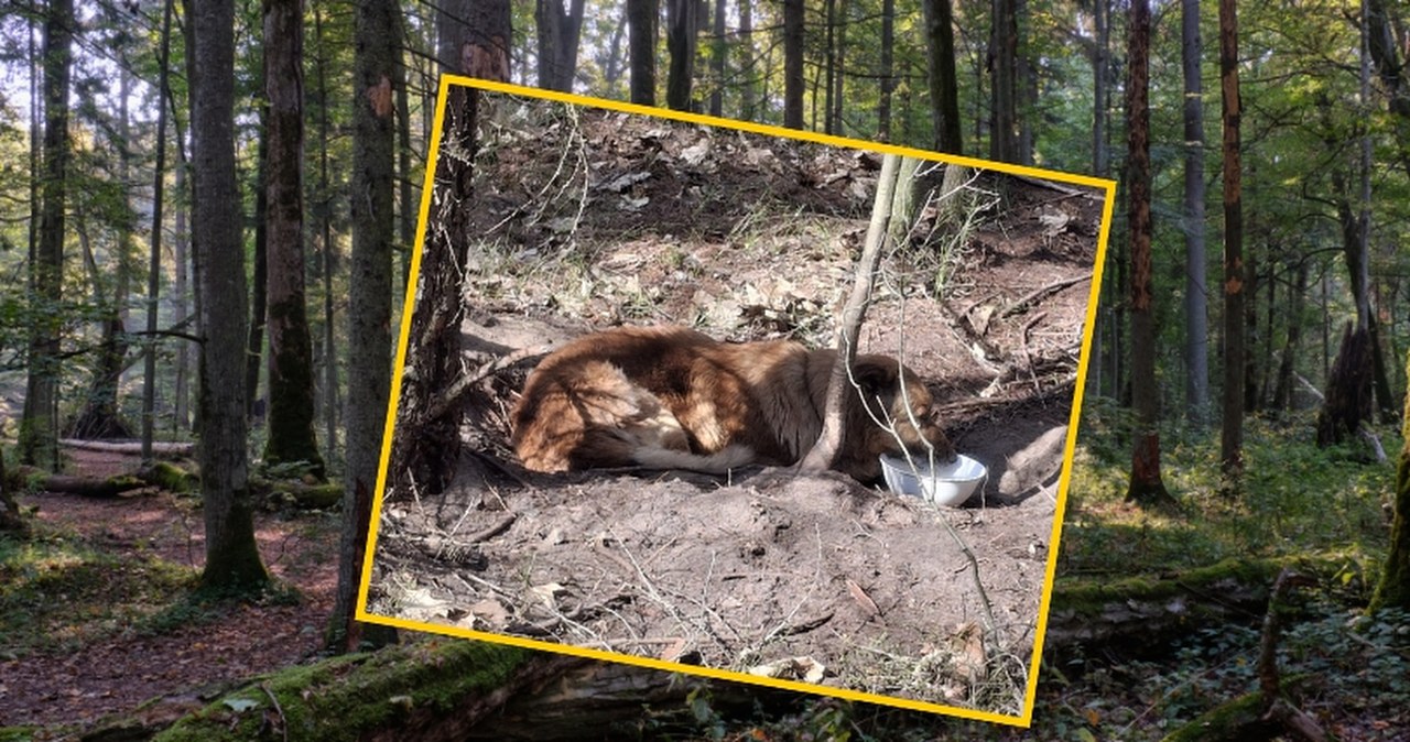 Leśniczy uratował wycieńczonego psa uwięzionego w lesie