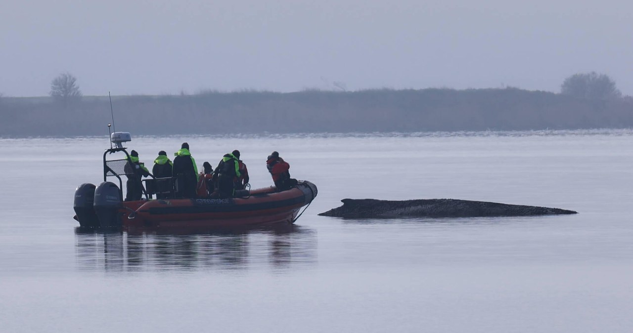 Próba ratowania humbaka w ogniu krytyki. Wykorzystają poduszki powietrzne