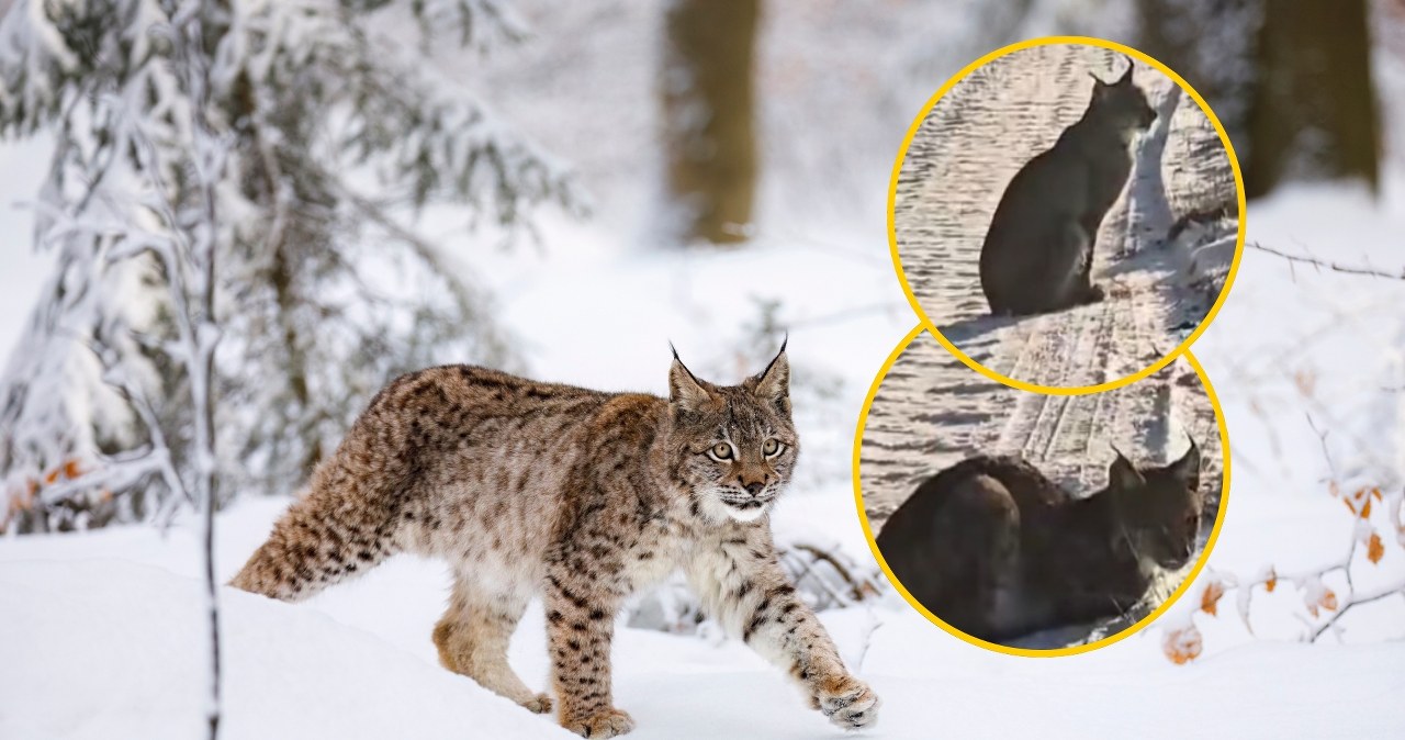 ​Oko w oko z dzikim kotem. Rysie z Pomorza Zachodniego podbiły internet!