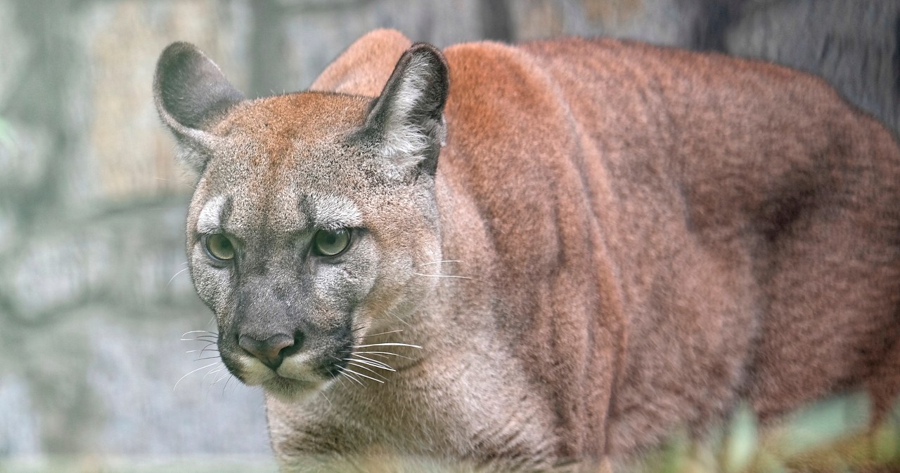 Był właścicielem pumy, której nie chciał oddać do zoo. Usłyszał wyrok