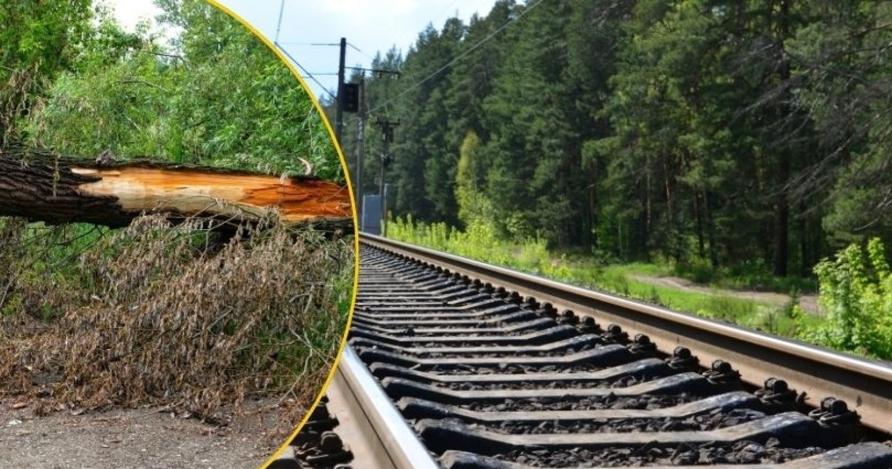 Powalone drzewo uszkodziło trakcję. Pociągi nie kursują