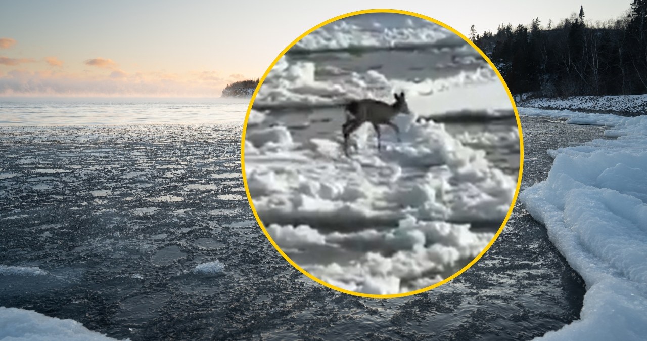 Sarna dryfowała na krze. Niecodzienna interwencja na Wiśle