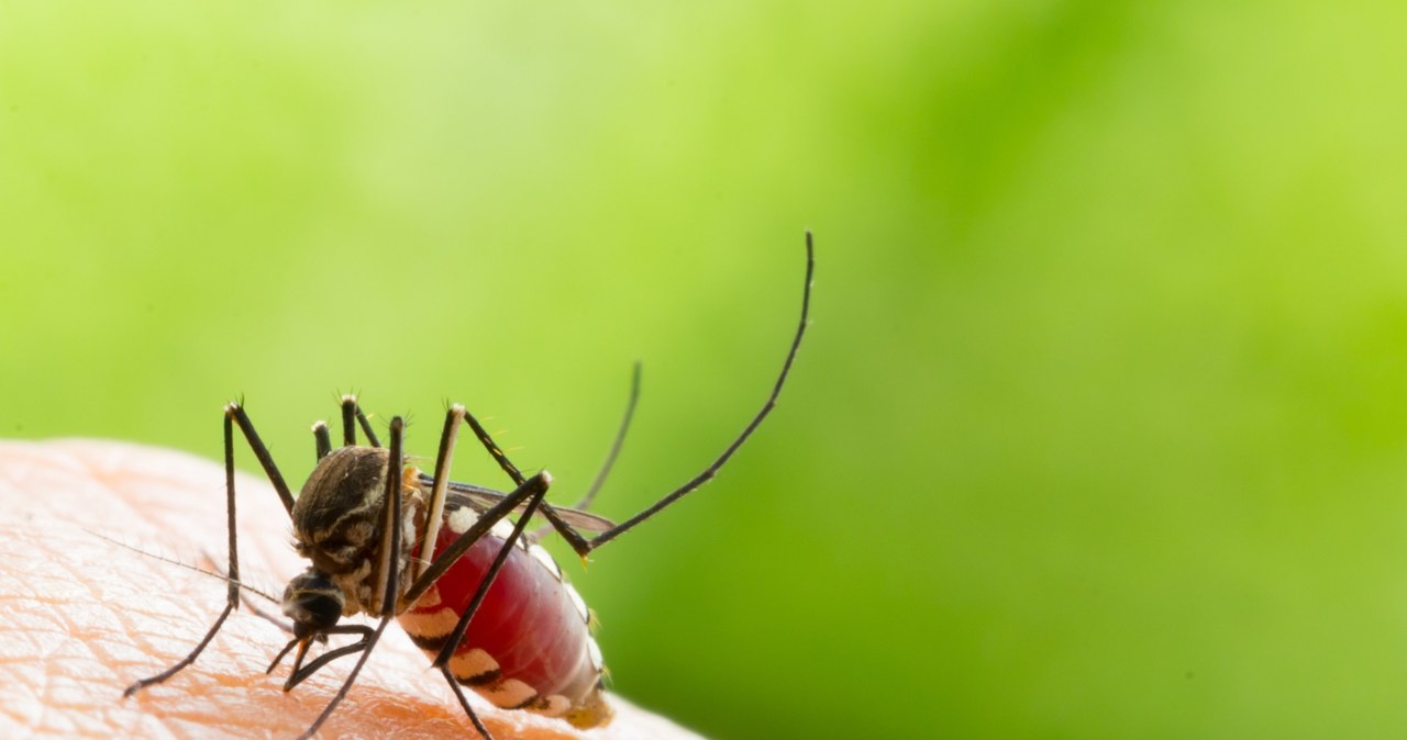 Komary pod lupą naukowców. Studenci z Uniwersytetu Łódzkiego zbadają, jakie przenoszą wirusy