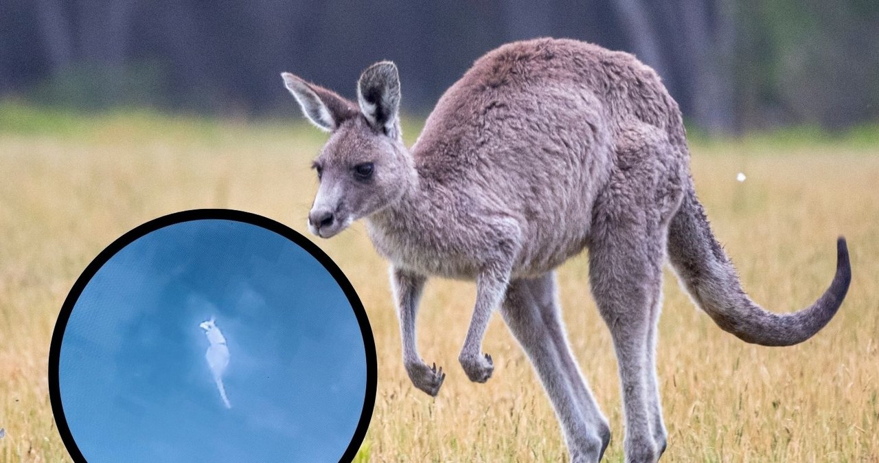 Nowe informacje ws. kangura uciekiniera. Został namierzony