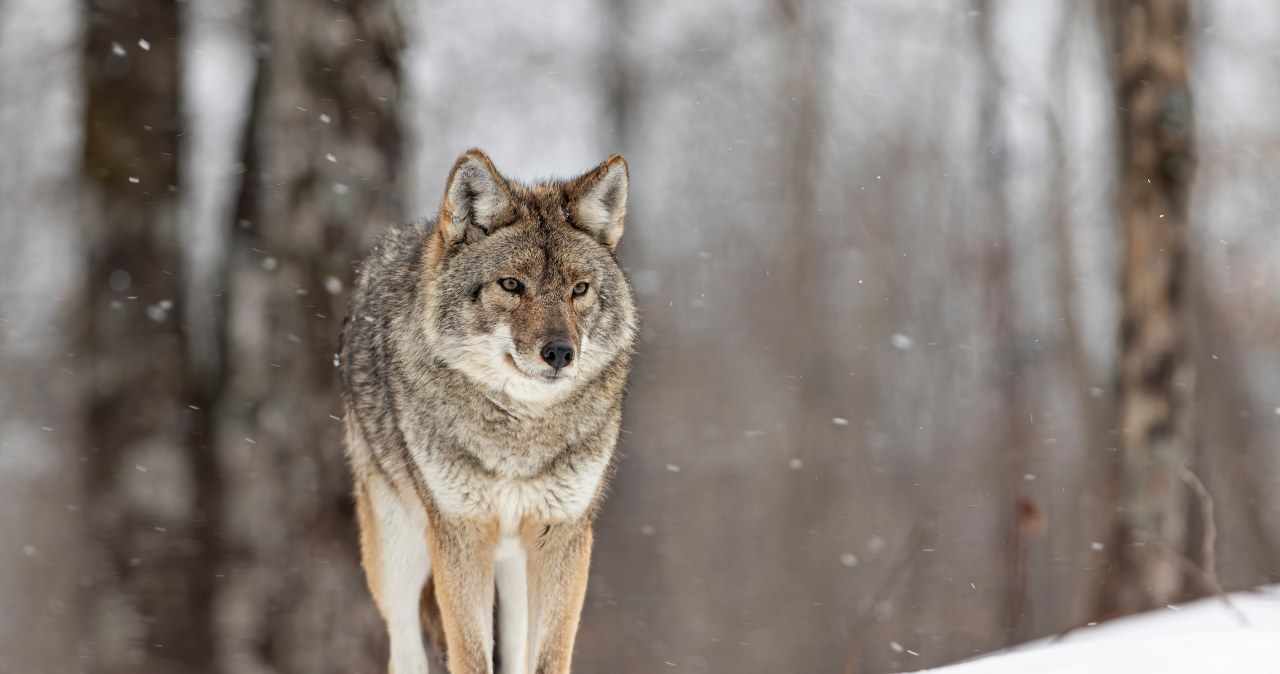 Wilki w małopolskiej gminie? Mieszkańcy proszeni o ostrożność