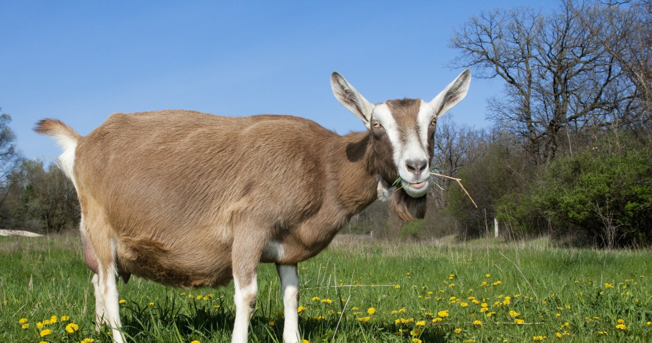 Kozy dostaną pracę. Kraków zagłosował