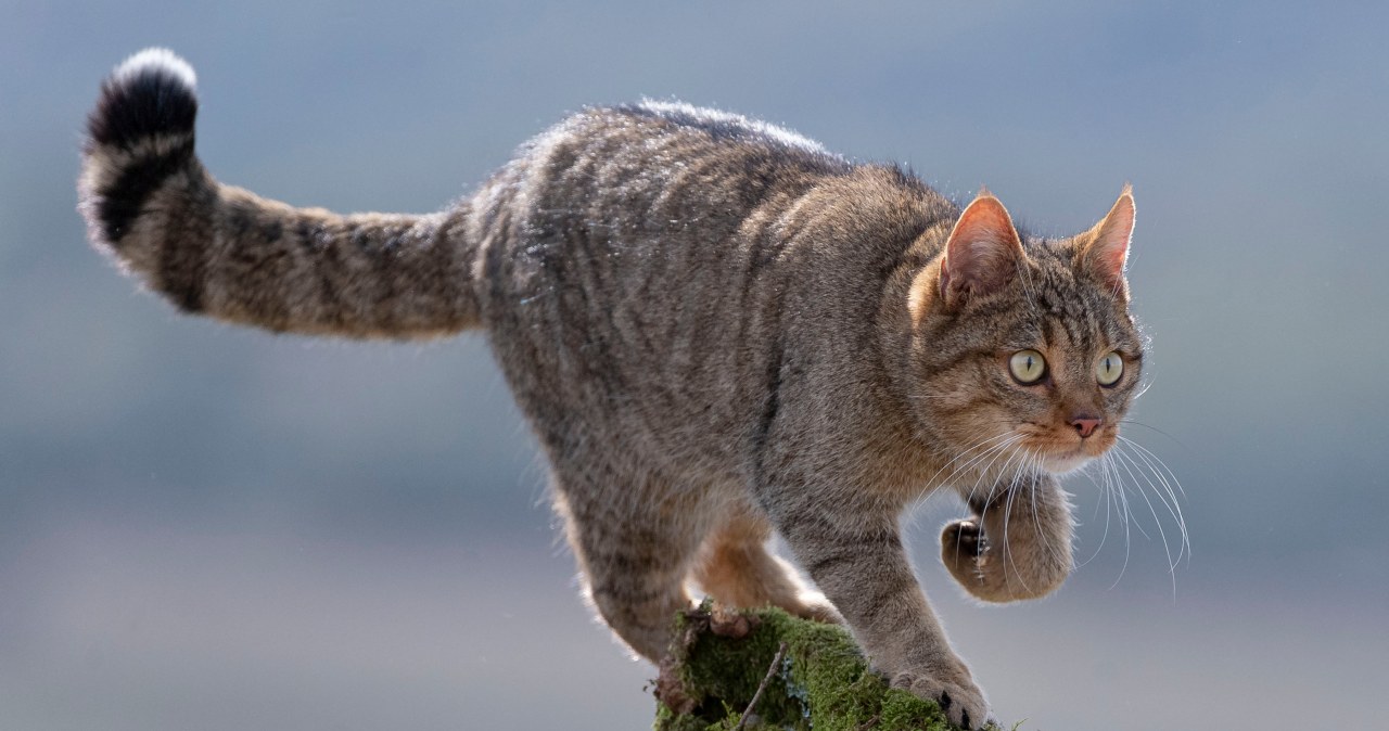 Żbik może wrócić do tych lasów po ponad 100 latach
