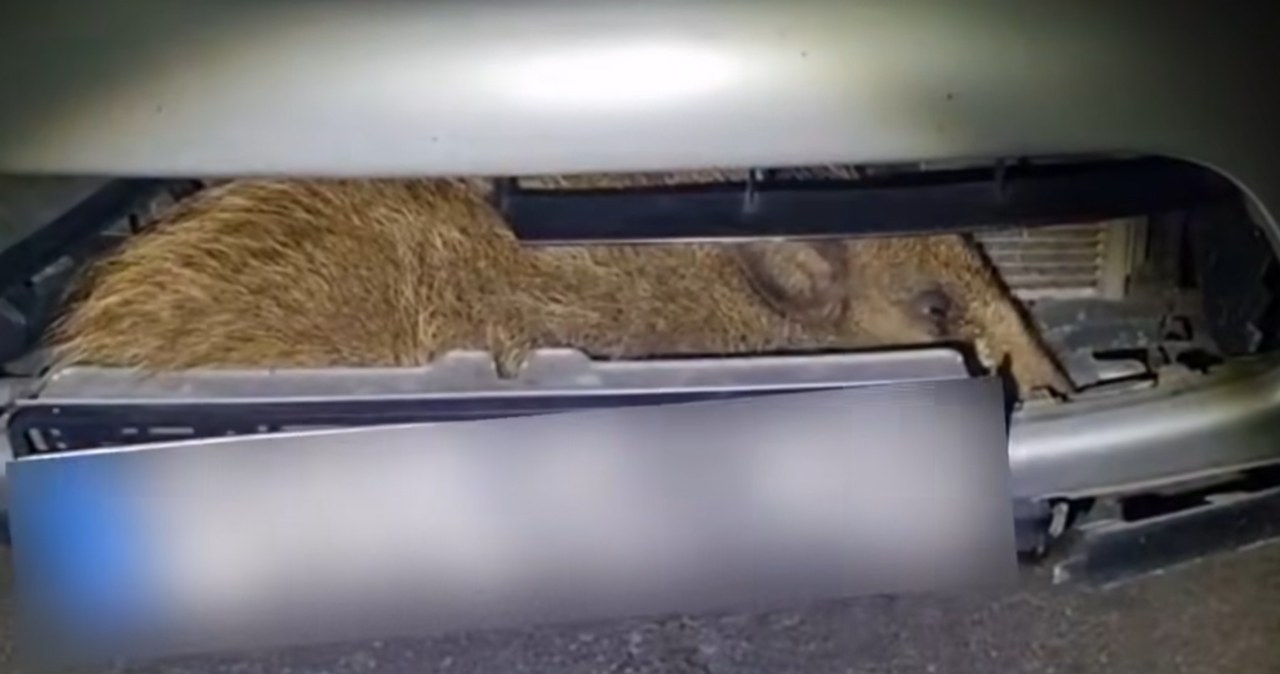 Niecodzienna przygoda z dzikiem w roli głównej