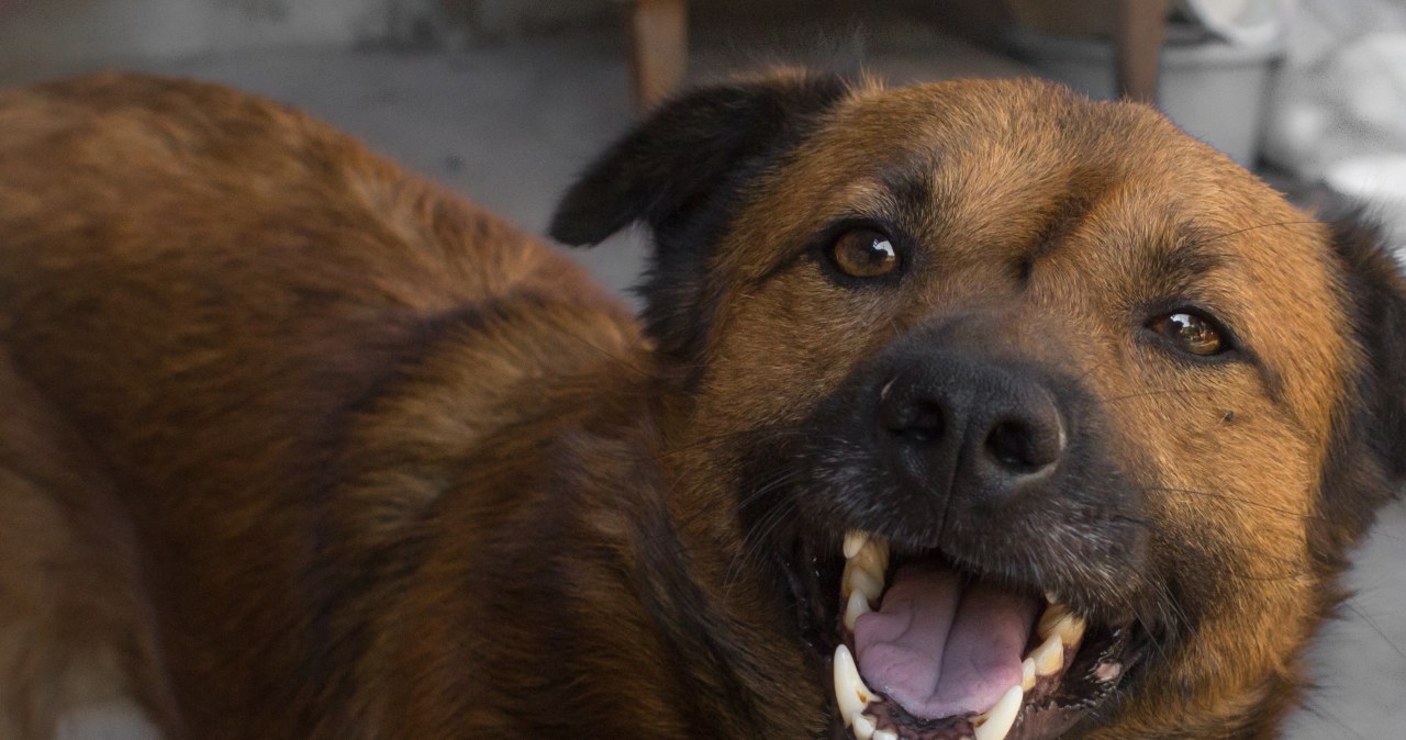 Obowiązkowe chipowanie psów. Rząd przyjął projekt