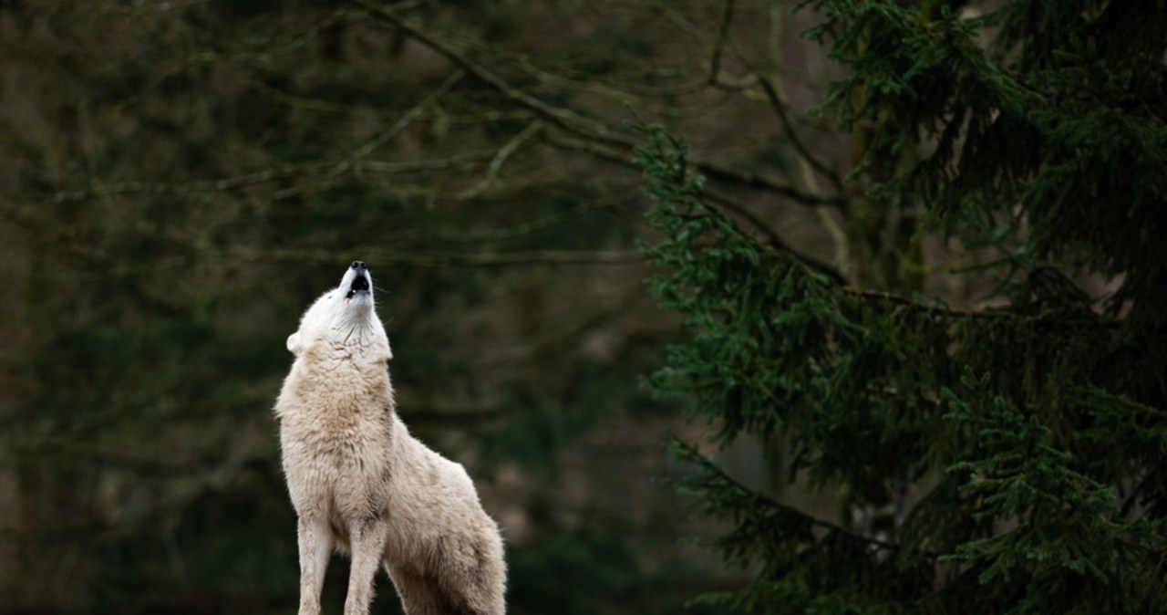 Wilk zaatakował psa. Myśliwi apelują do właścicieli